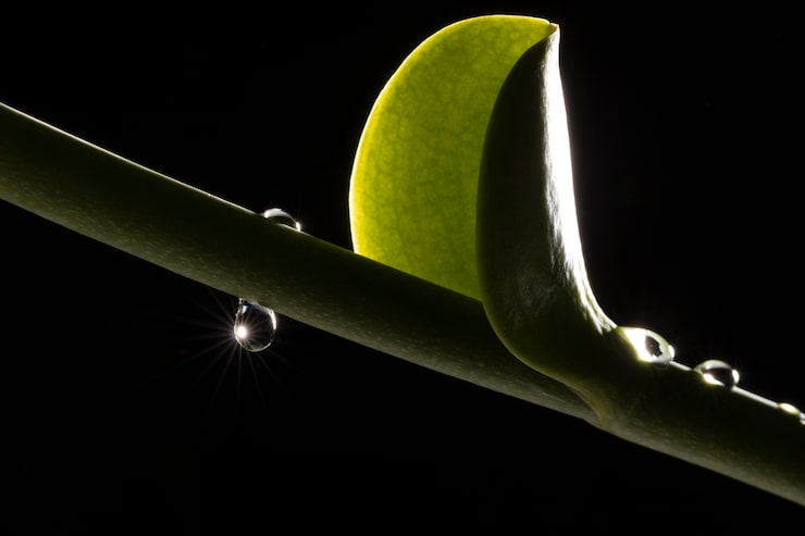 Eine einzelne, sprießende Pflanze